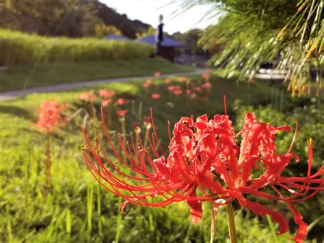 紅蓮華 彼岸花|【2022】秋の始まりを告げる紅蓮の花―京都府の彼。